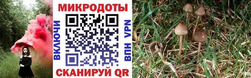 Купить где  Камень-на-Оби  Псилоцибиновые грибы MAGIC MUSHROOMS 